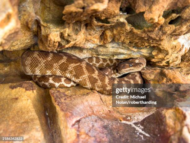Rouch Scale Python 85 Rough Scale Python Stock Photos, High-Res Pictures, and Images ...