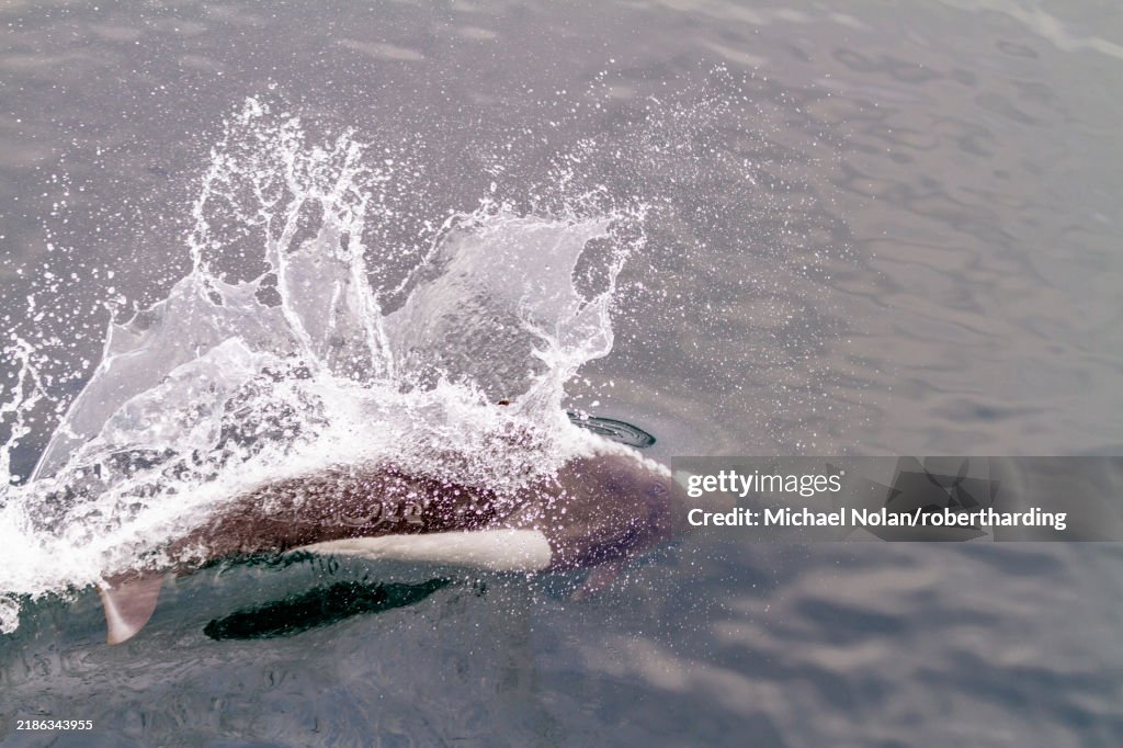 Adult Dall's porpoise (Phocoenoides dalli) surfacing with characteristic rooster tail splash in Johnstone Strait, British Columbia, Canada, North America