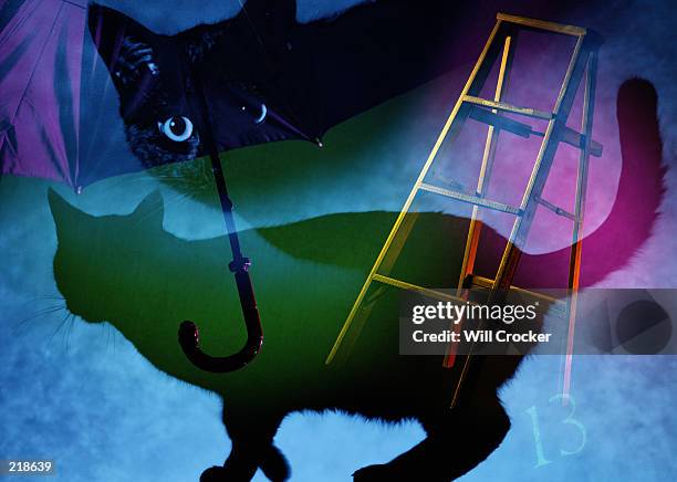 bad luck collage with black cat & ladder - animal scale foto e immagini stock