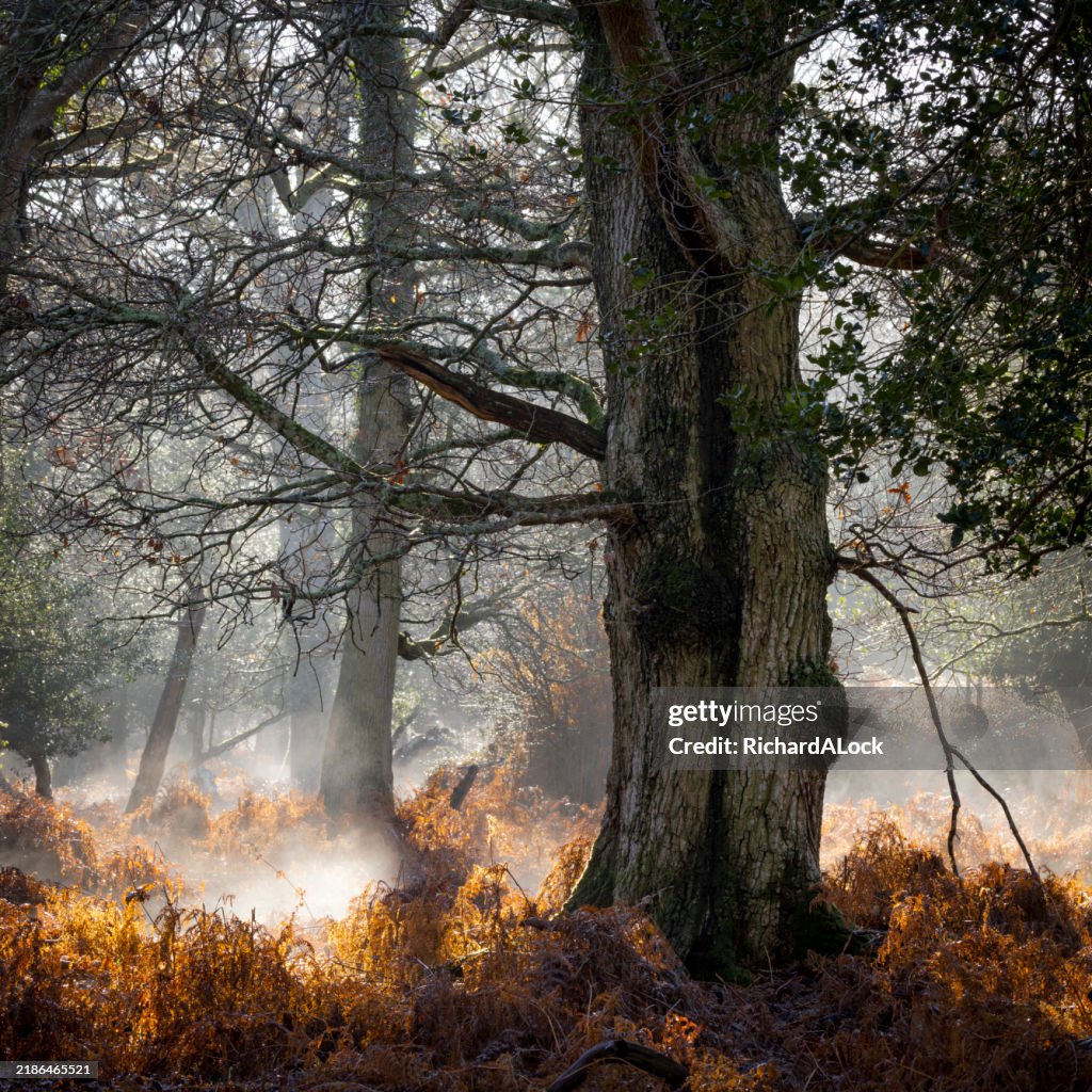 Misty Forest
