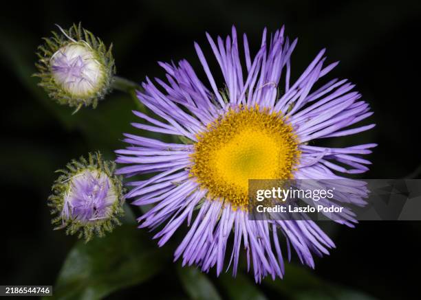 close-up image of false aster - aster stock pictures, royalty-free photos & images