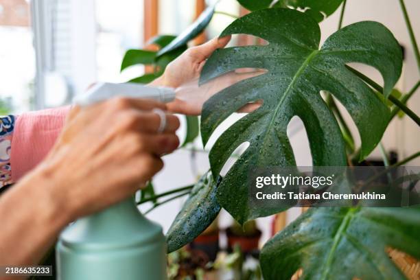 a woman's hands spray houseplants with a sprayer. the concept of houseplant care. - monstera stock pictures, royalty-free photos & images