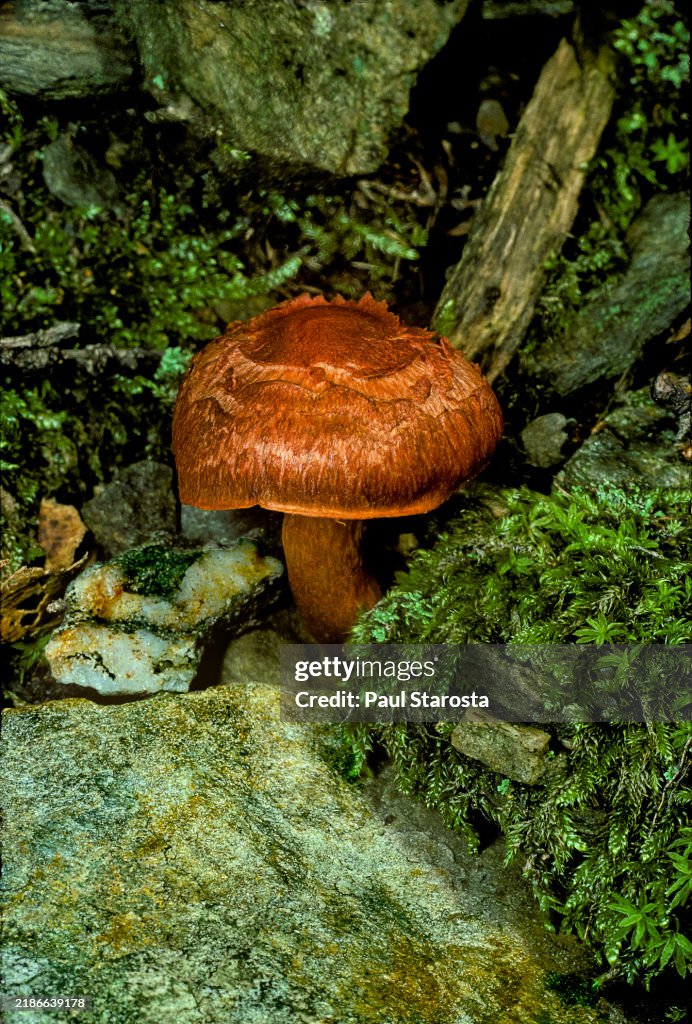 Cortinarius semisanguineus (surprise webcap, red-gilled webcap)