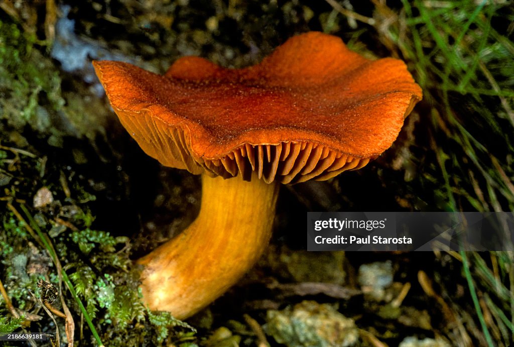 Cortinarius orellanus (fool's webcap, fools webcap)