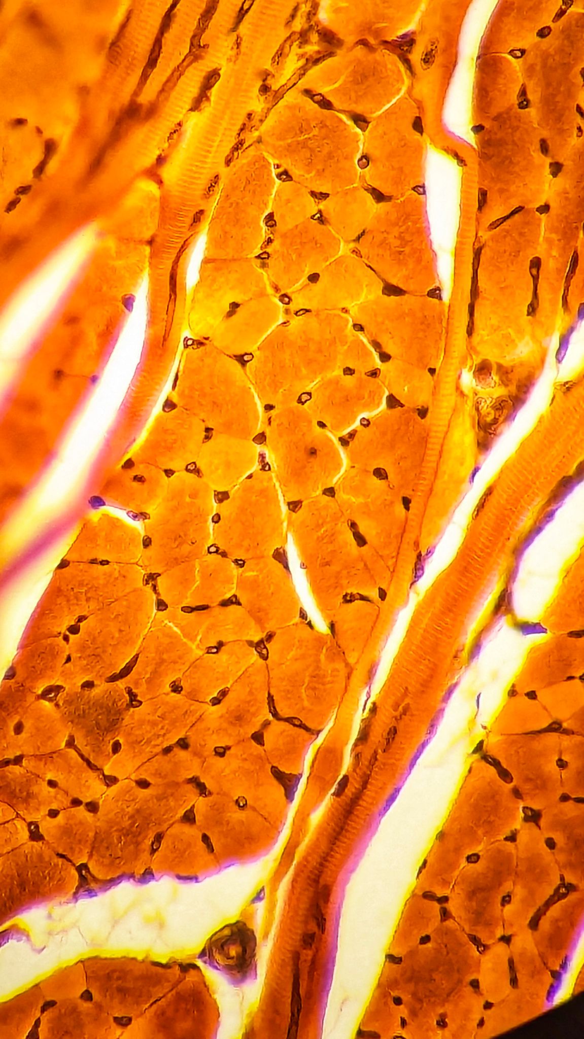 skeletal muscle research