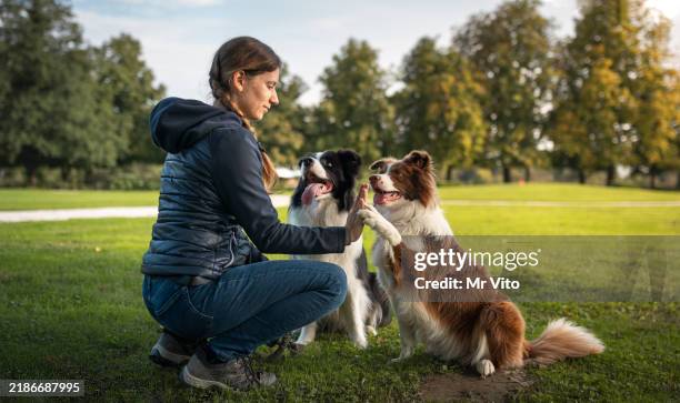 border collie con addestramento del proprietario in un parco pubblico - dressage foto e immagini stock