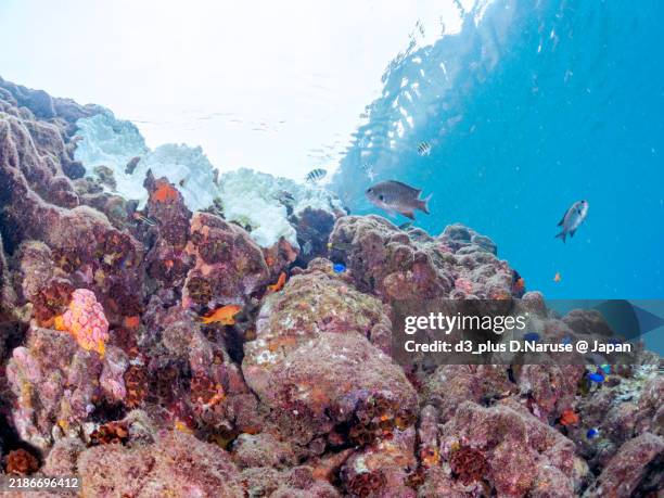 schools of sea goldie (pseudanthias squamipinnis), heavenly damselfish (pomacentrus coelestis), cupid wrasse (thalassoma cupido), moon wrasse (thalassoma lunare) and others gather at the corals.
a school of the beautiful sergeant major, abudefduf vaigiens - lyretail anthias stock pictures, royalty-free photos & images