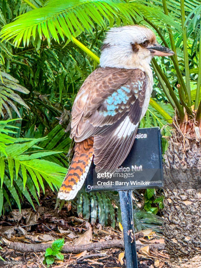 Kookaburra in Royal Botanic Garden, Sydney
