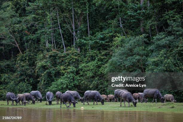 Water buffaloes seen across the Tembeling River in Kuala Tahan, a gateway to Taman Negara on November 23, 2024 in Pahang, Malaysia. Malaysia’s Orang...