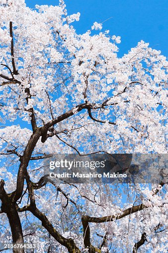 Weeping Cherry Tree Weeping Cherry Tree