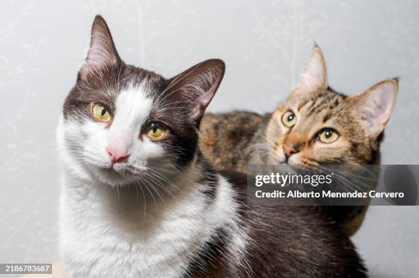 portrait of two domestic cats on a grey background - due animali foto e immagini stock