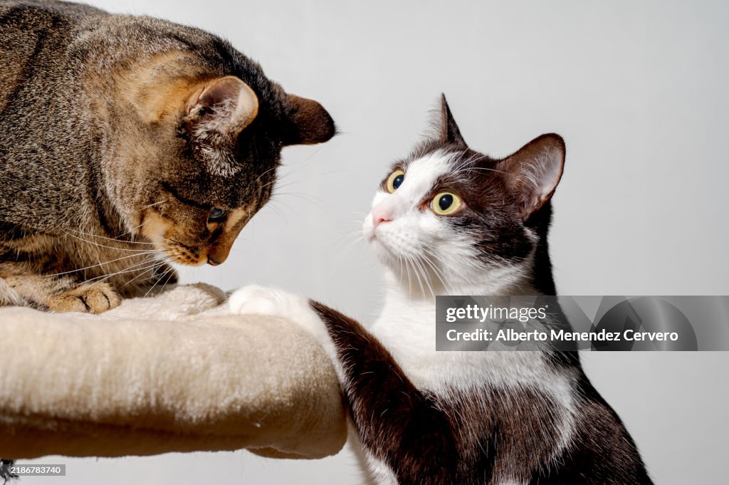 Portrait of two domestic cats on their scratching post