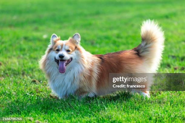 welsh corgi pembroke - pembroke welsh corgi stock pictures, royalty-free photos & images