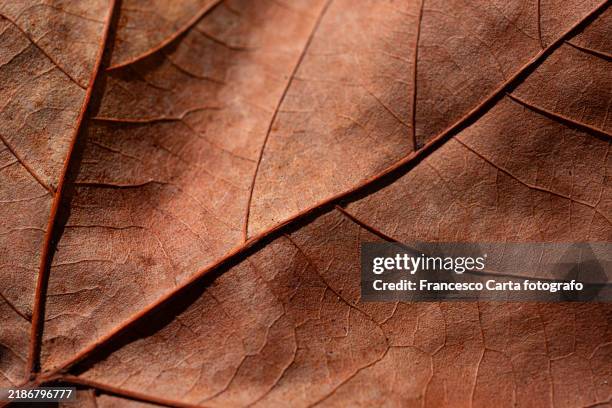 closeup of a dried maple leaf - entrelacement photos et images de collection