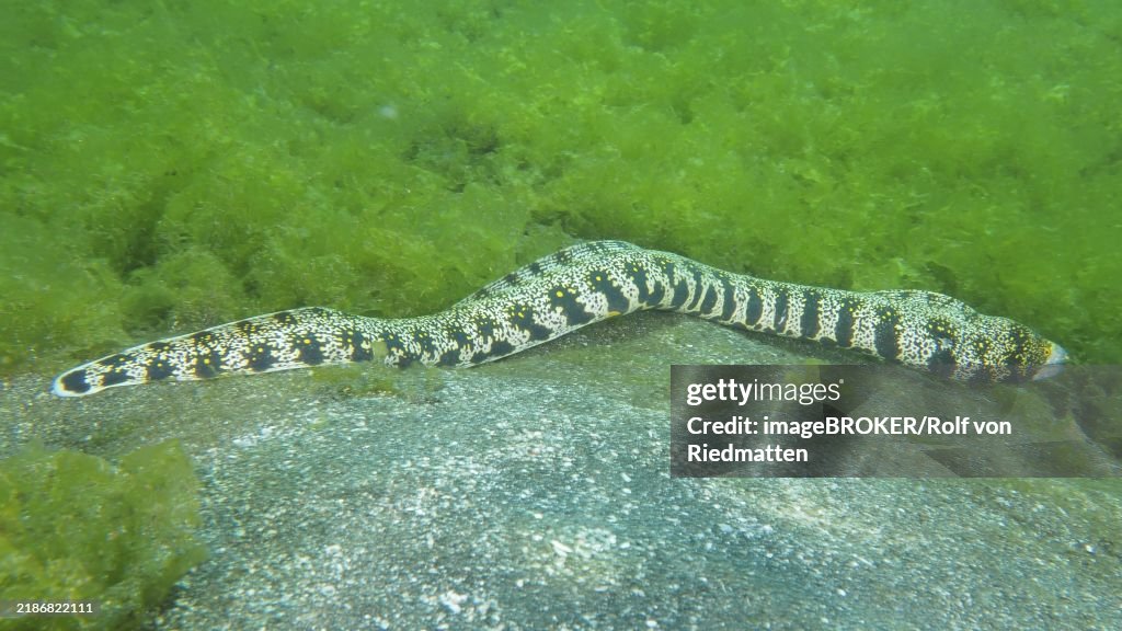 A speckled moray eel, star spotted moray eel (Echidna nebulosa), moving across the seabed, dive site Secret Bay, Gilimanuk, Bali, Indonesia, Asia
