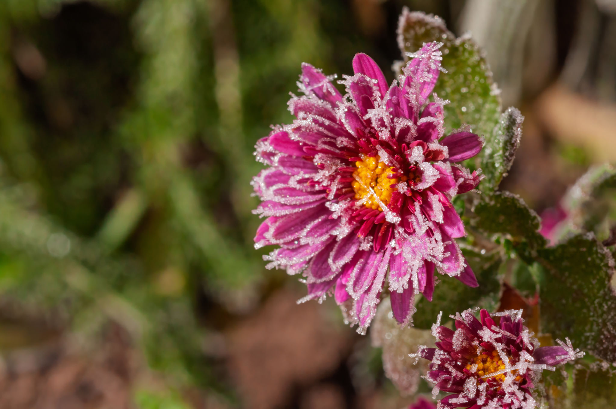 winter garden care