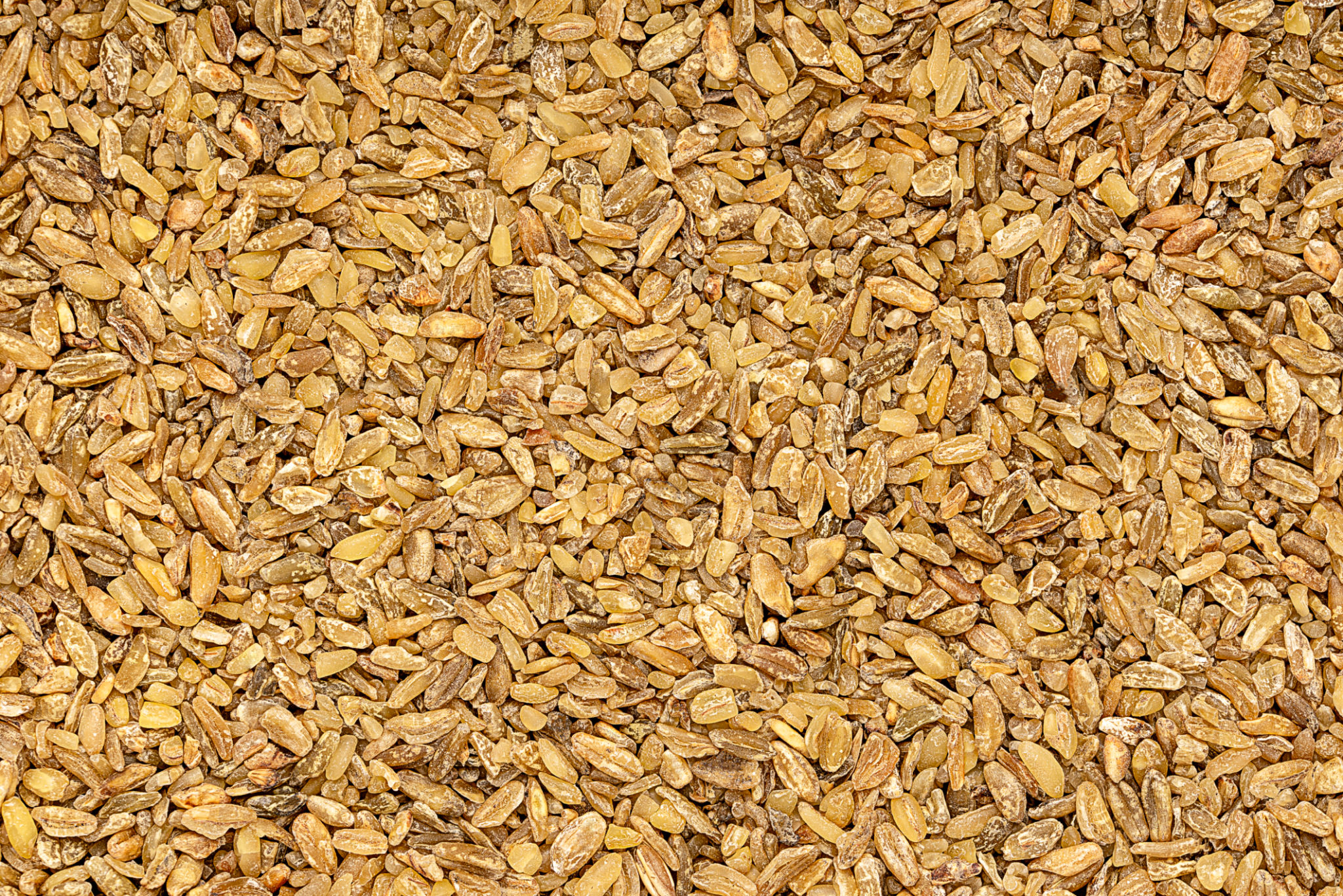 durum wheat closeup
