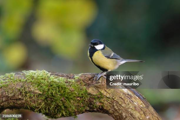 kohlmeise (parus wichtigen) - kohlmeise stock-fotos und bilder