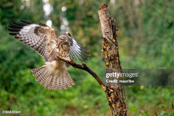 eurasian buzzard in the woods - raubvogel stock-fotos und bilder