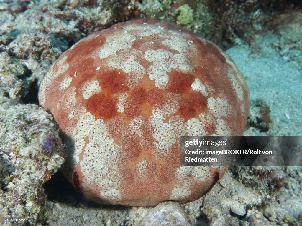 Round sea creature with orange-patterned body, large cushion starfish (Culcita novaeguineae), on the seabed, dive site Spice Reef, Penyapangan, Bali, Indonesia, Asia