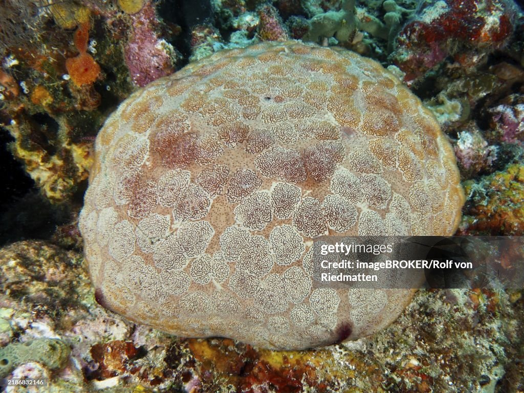 Roundish sea creature with patterned body, large cushion starfish (Culcita novaeguineae), resting in the reef, dive site Close Encounters, Permuteran, Bali, Indonesia, Asia