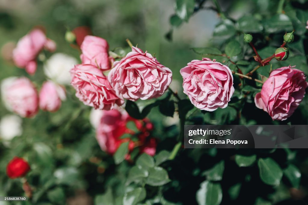 Ajar Pink Rose Flowers Against Blurred Greenery Background On Golden Hour