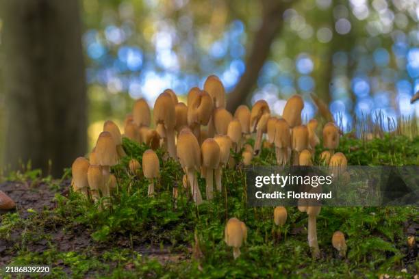 the glistening inkcap mushroom coprinellus micaceus - psathyrellaceae imagens e fotografias de stock