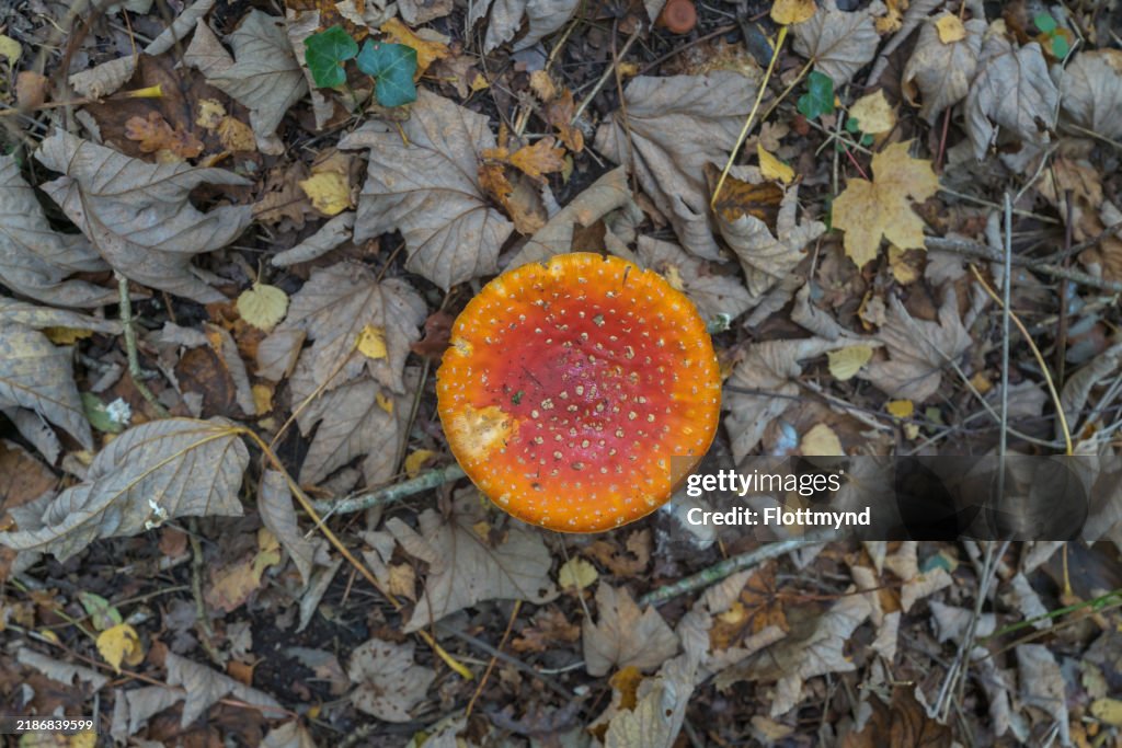 Fly agaric mushroom - Amanita muscaria