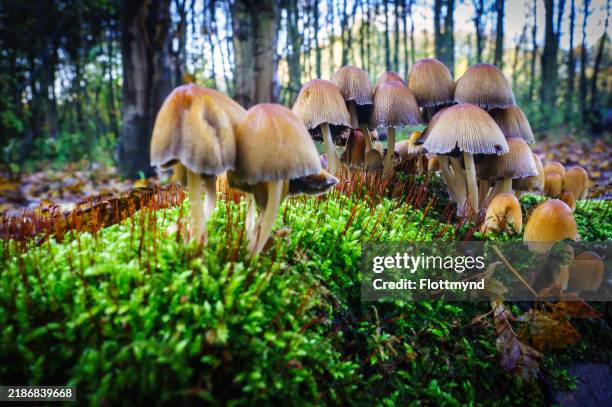 the glistening inkcap mushroom coprinellus micaceus - psathyrellaceae imagens e fotografias de stock
