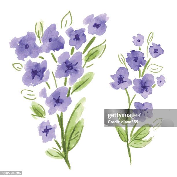 ilustrações de stock, clip art, desenhos animados e ícones de watercolor purple flowers isolated on a transparent background - ramo-de-flores
