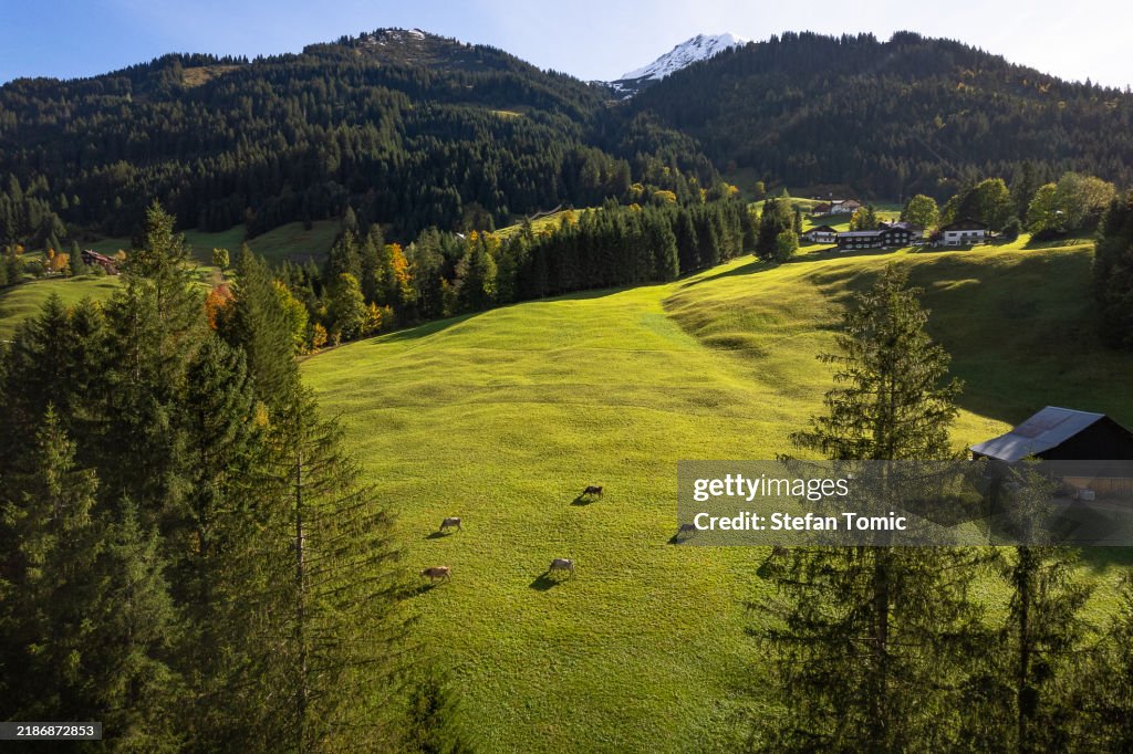 Aerial view of cows grazing on the vibrant green pastures of the Austrain Alps on a warm summer day