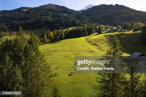 Aerial view of cows grazing on the vibrant green pastures of the Austrain Alps on a warm summer day Aerial view of cows grazing on the vibrant green pastures of the Austrain Alps on a warm summer day