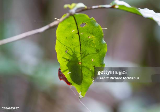 assassin bug. - succhiare il sangue foto e immagini stock