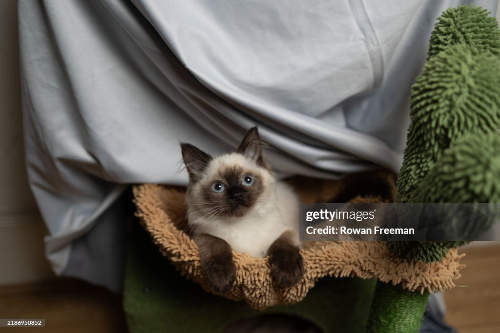 Addorable ragdoll kitten looking at camera with big blue eyes