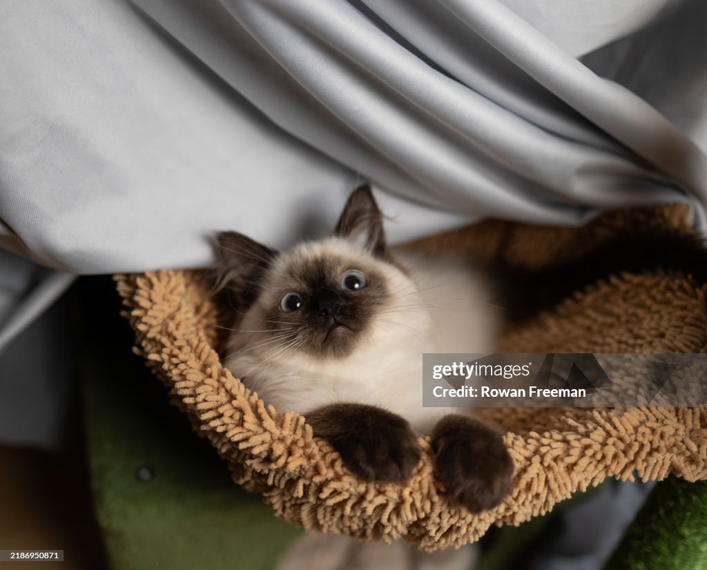 Addorable ragdoll kitten looking at camera with big blue eyes