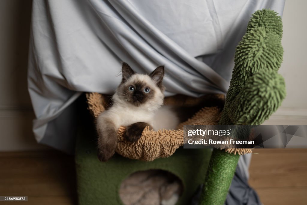 Alert Ragdoll kitten ready to play