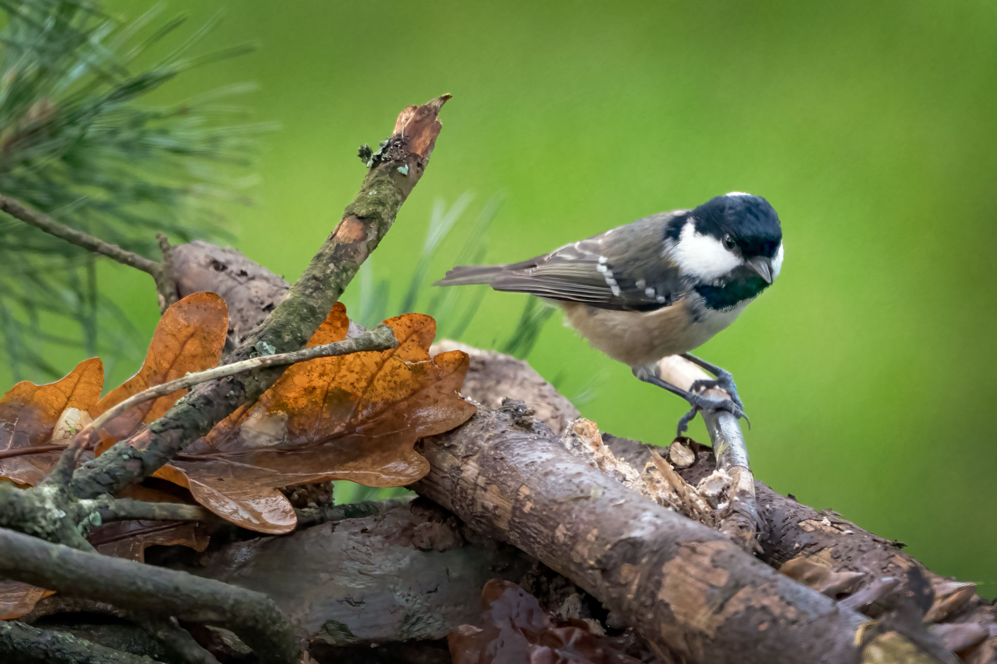 bird nest search