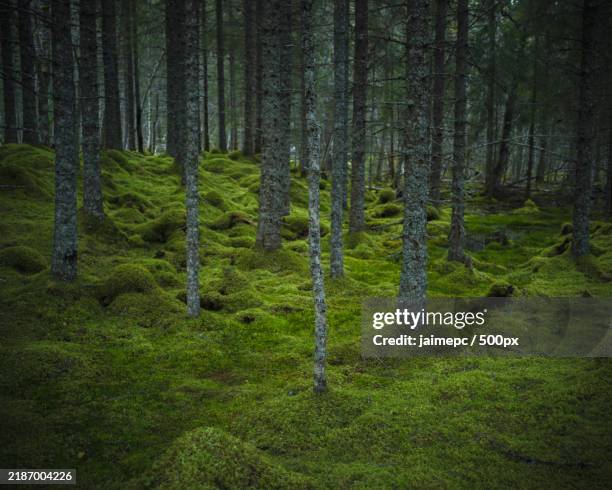 trees in forest,malvik,norway - malvik stock pictures, royalty-free photos & images