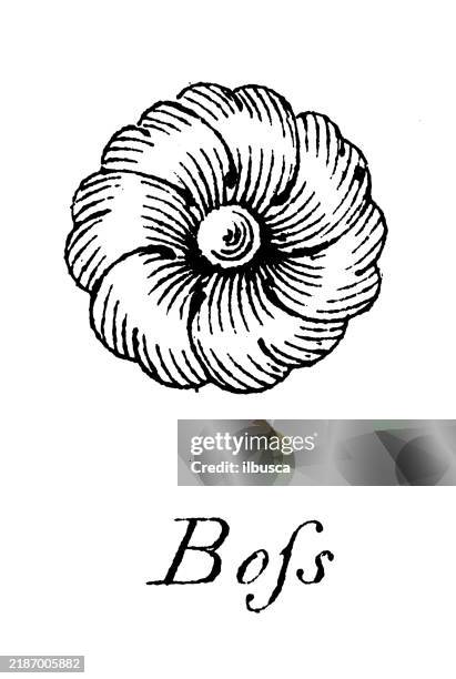 heraldry, coat of arms elements and families: boss - french language stock illustrations