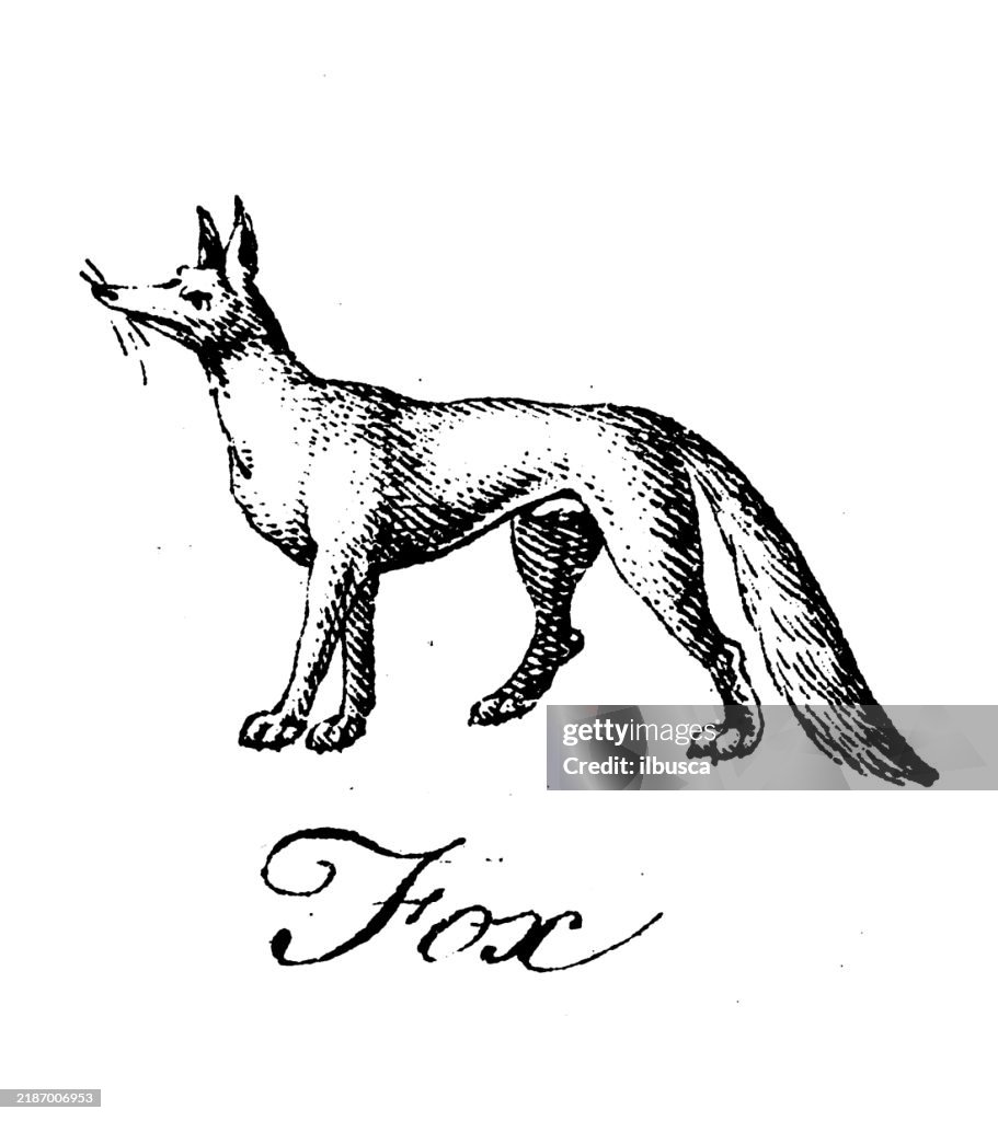 Fox Rampant Heraldry Coat Of Arms Elements And Families Fox High-Res Vector Graphic ...