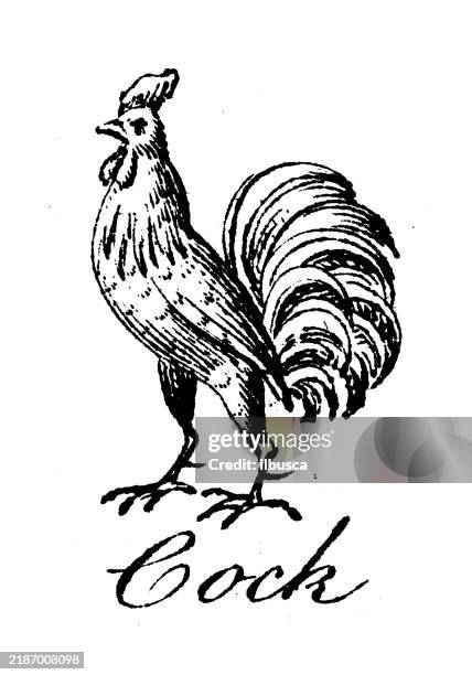 heraldry, coat of arms elements and families: cock - french language stock illustrations