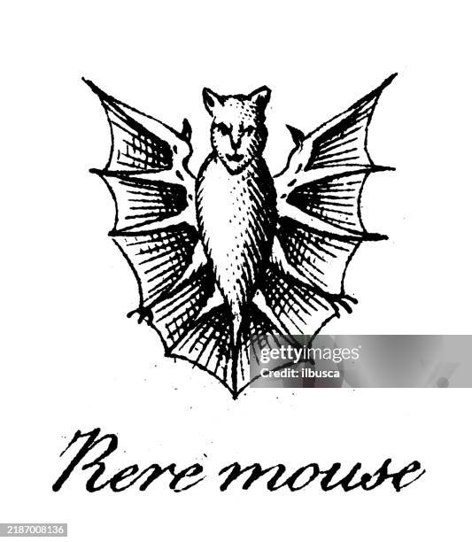 heraldry, coat of arms elements and families: rere mouse - bat animal stock illustrations