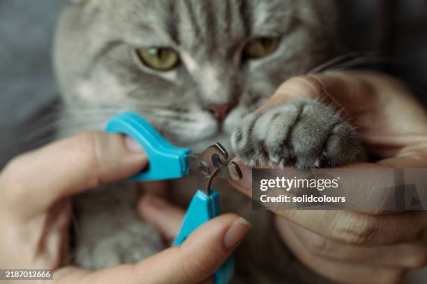 nagelpflege für katzen - zehennagel stock-fotos und bilder