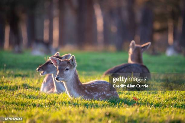 mehrere rehkitze, die in der sonne auf einer wiese sitzen - bock stock-fotos und bilder