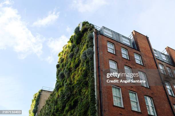 green wall climbing a brick building in london - nature stock pictures, royalty-free photos & images