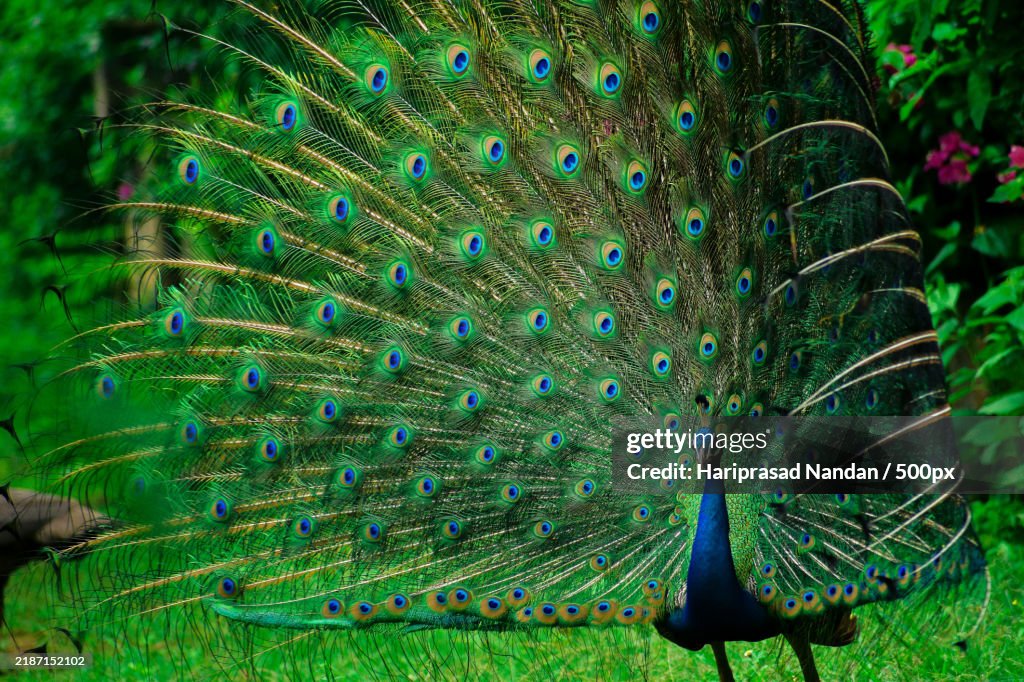 Close-up of peahen