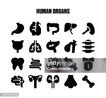 Human Organs Solid Icon Set. Editable Stroke. Pixel Perfect. Human Organs Solid Icon Set. Editable Stroke. Pixel Perfect.