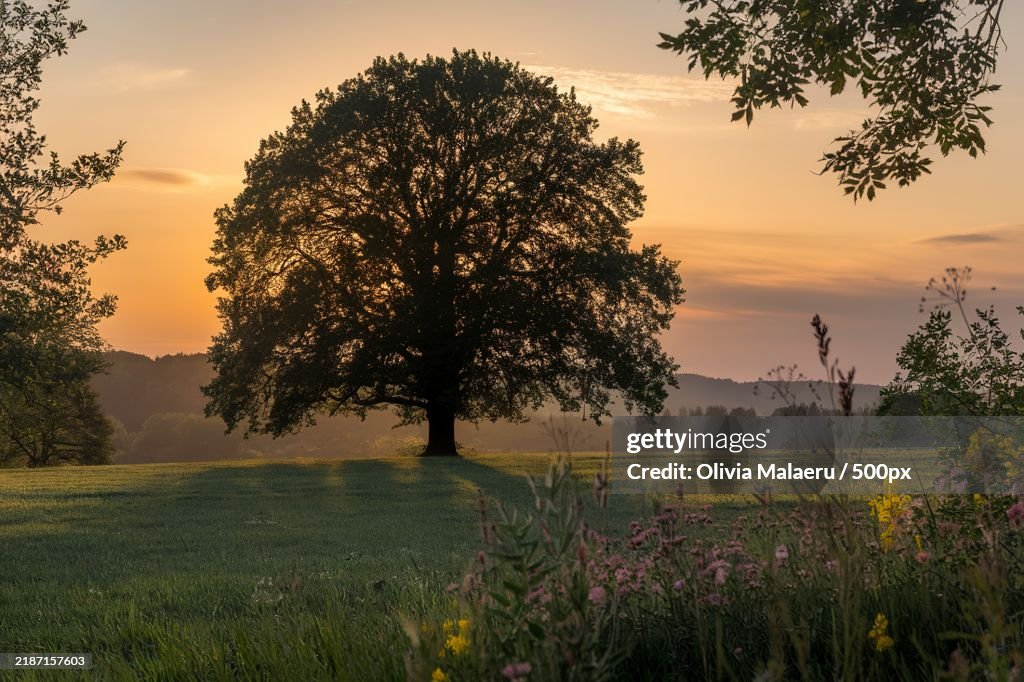 Silhouette tree backlit by gold colored sunset over tranquil meadow