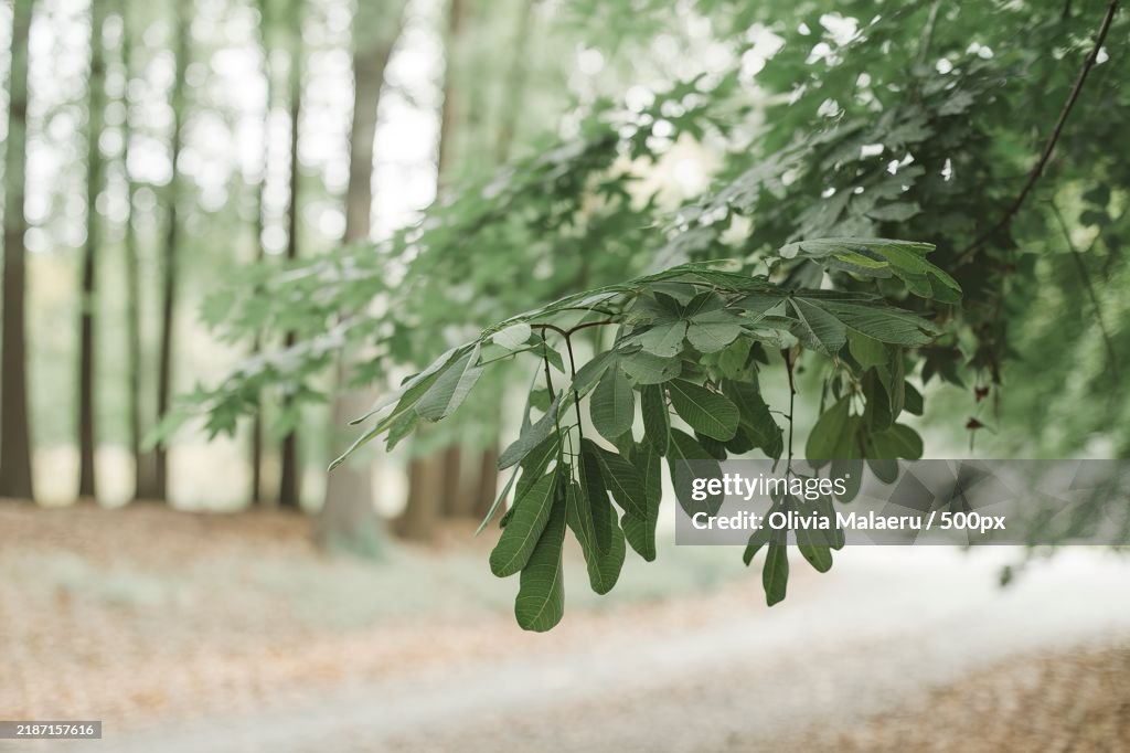 Green leaves with blurred background,Depicting a natural,Serene environment