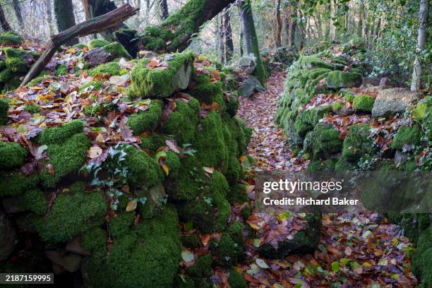 Moss covers large blocks of stone that form an historical land boundary and path, on 27th November 2024, in Brockweir, Gloucestershire, England.